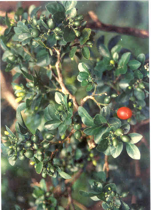 toga-tanaman-obat-keluarga