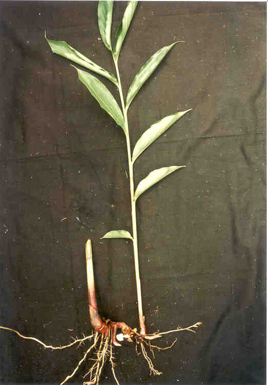 toga-tanaman-obat-keluarga