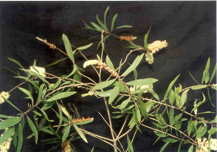 toga-tanaman-obat-keluarga