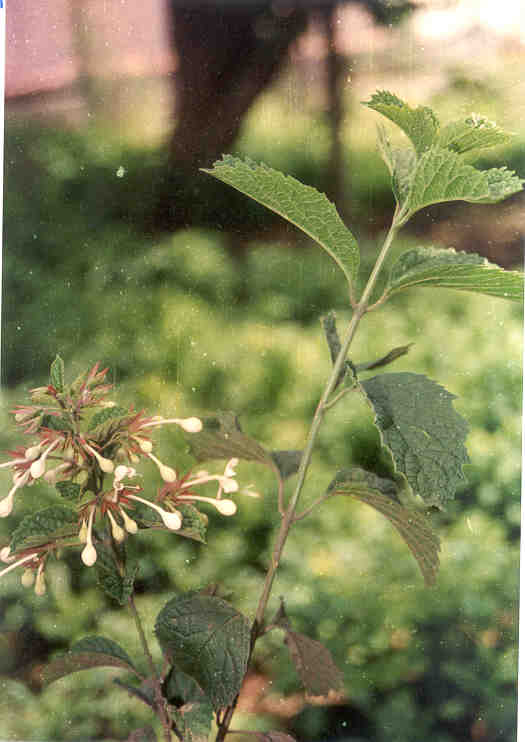 toga-tanaman-obat-keluarga