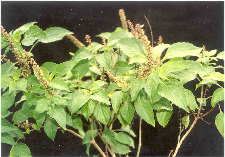 toga-tanaman-obat-keluarga