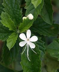 toga-tanaman-obat-keluarga