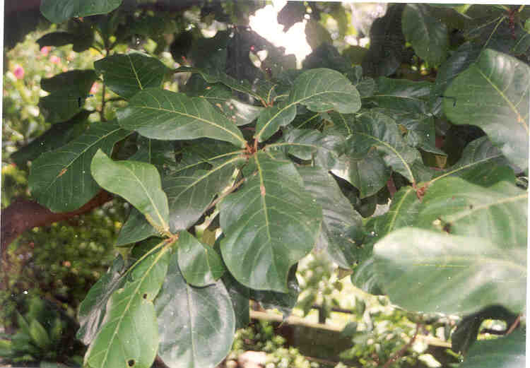 toga-tanaman-obat-keluarga