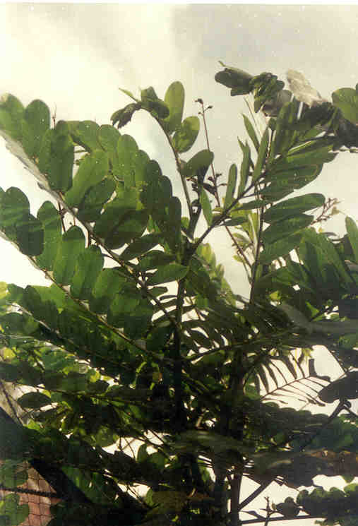 toga-tanaman-obat-keluarga