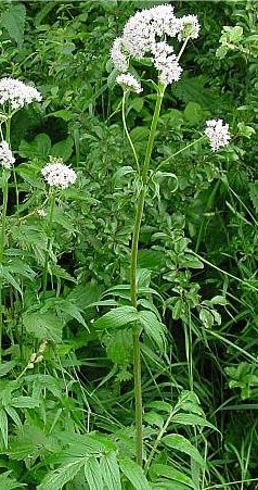 toga-tanaman-obat-keluarga