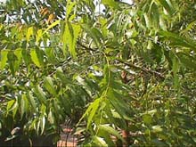 toga-tanaman-obat-keluarga