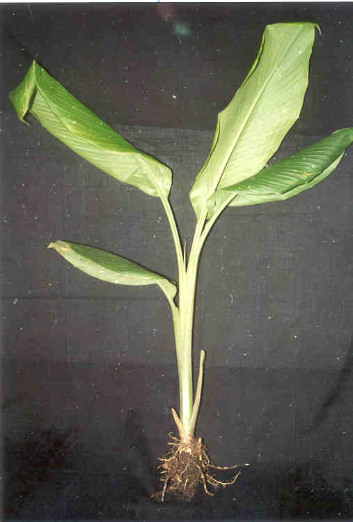 toga-tanaman-obat-keluarga