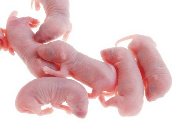 Baru Dilihat Saja, Minuman Ekstrim dari Bayi Binatang Ini Bisa Bikin Mual!