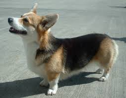 ~pencinta welsh corgi~