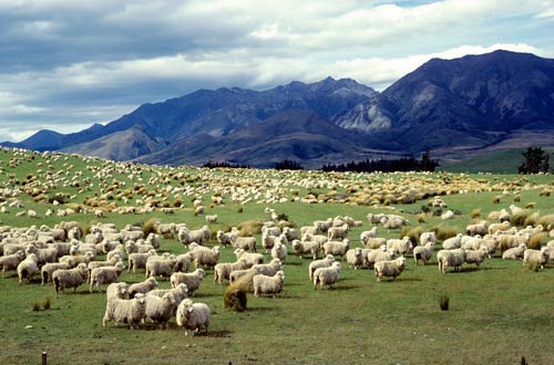 Serba-Serbi Kuliah di New Zealand