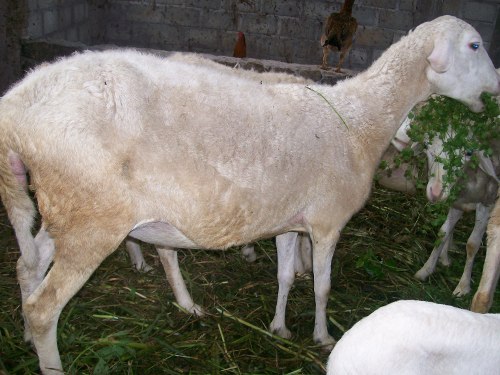 Inilah Perbedaan Kambing dan Domba (Bonus Gambar Lucu)