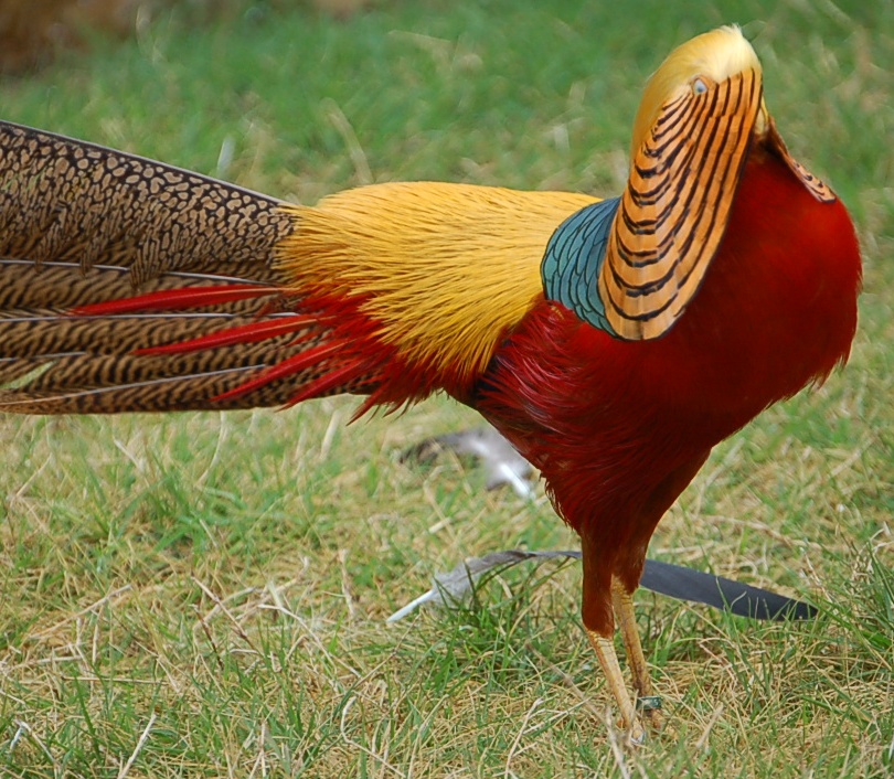 10 Jenis Burung Paling Indah di Dunia 