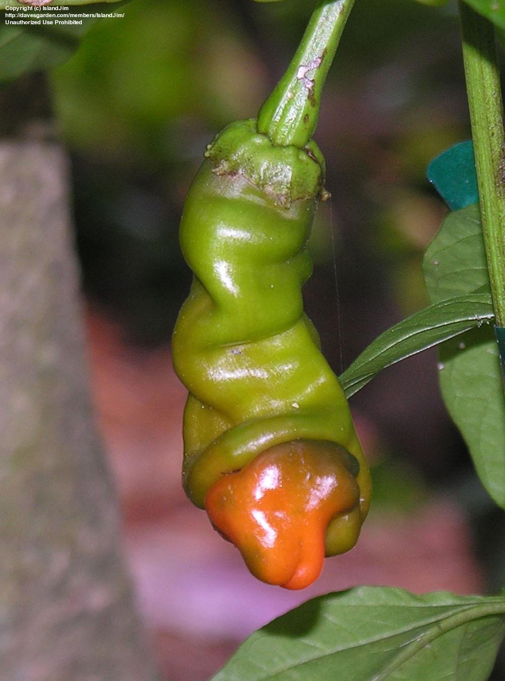 ketika alam bercanda