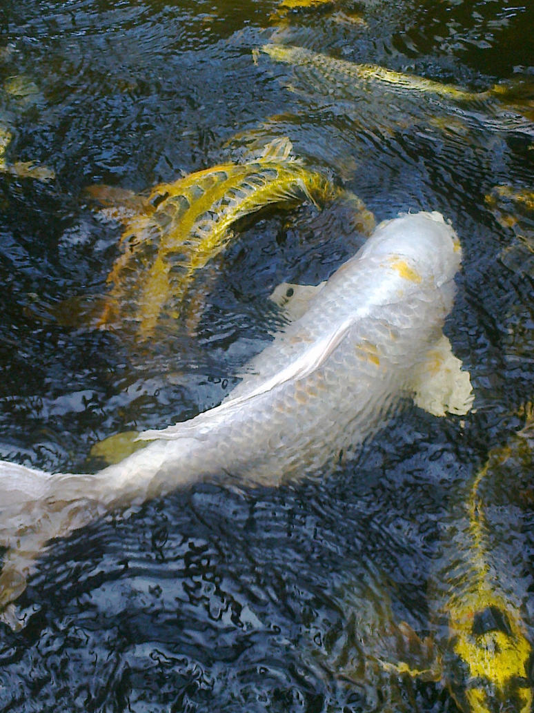 forum-koi-kaskus-part-5-semua-tentang-koi-masuk-kesini