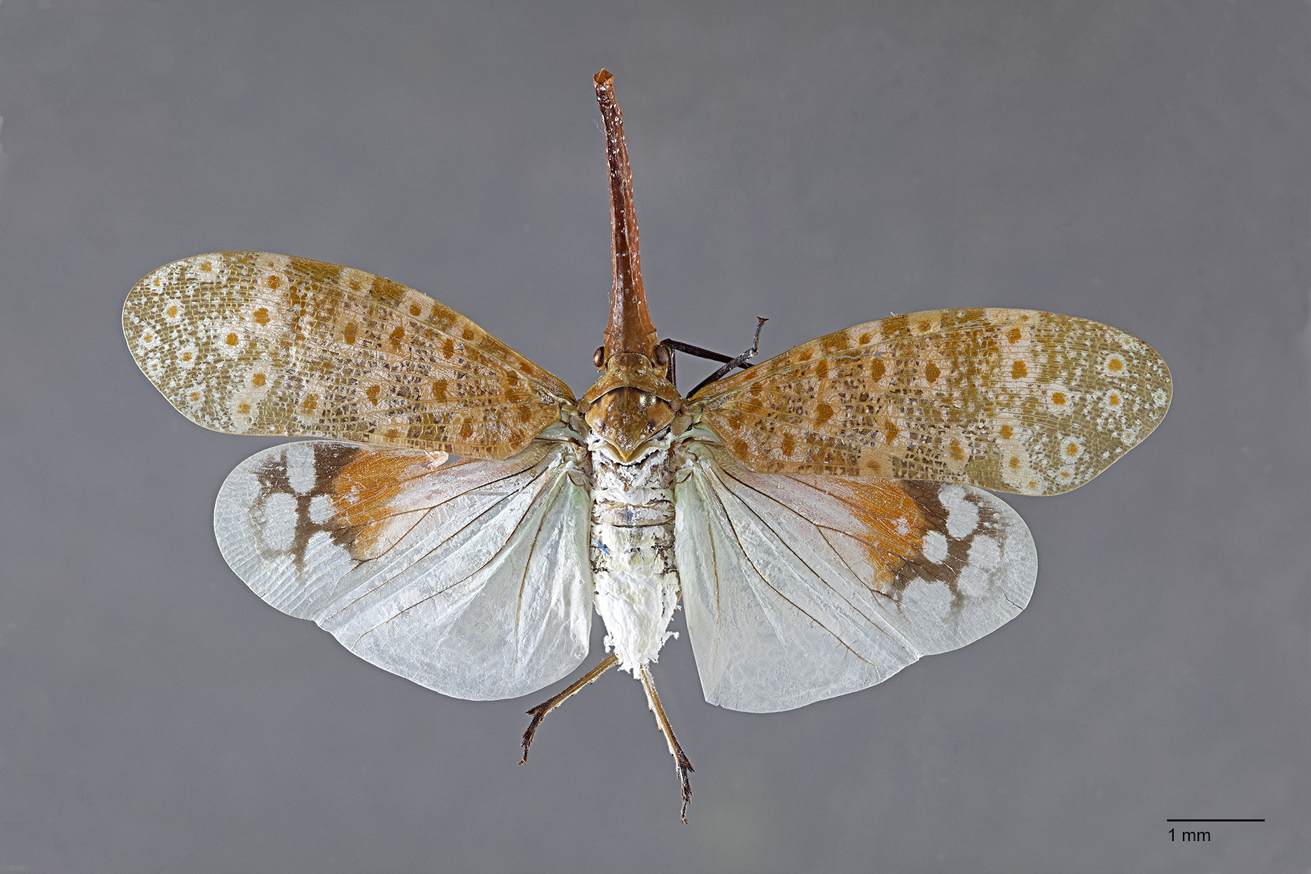 ada-yang-tau-ini-namanya-apa-hewan-aneh-langka