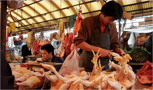 &#91;PIC&#93; Sekitar 150-200 ribu Ayam asal Cina masuk Indonesia, Dilabeli Ayam Kampung