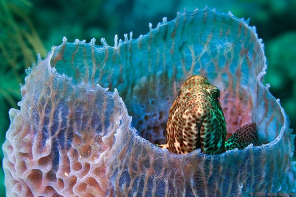 Foto Foto Menakjubkan Dari Bawah Laut