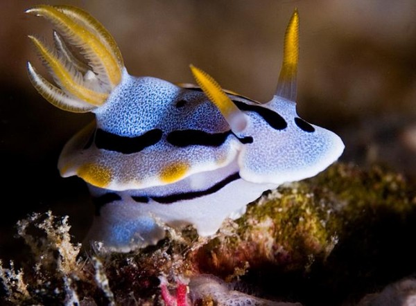 Foto Foto Menakjubkan Dari Bawah Laut