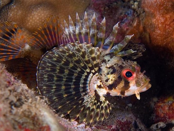 Foto Foto Menakjubkan Dari Bawah Laut