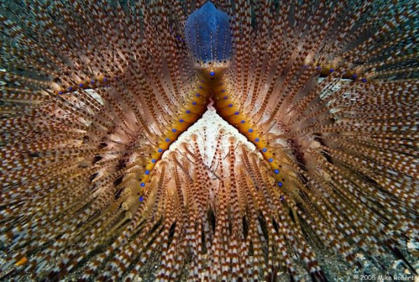 Foto Foto Menakjubkan Dari Bawah Laut