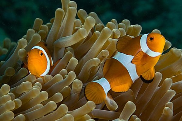 Foto Foto Menakjubkan Dari Bawah Laut