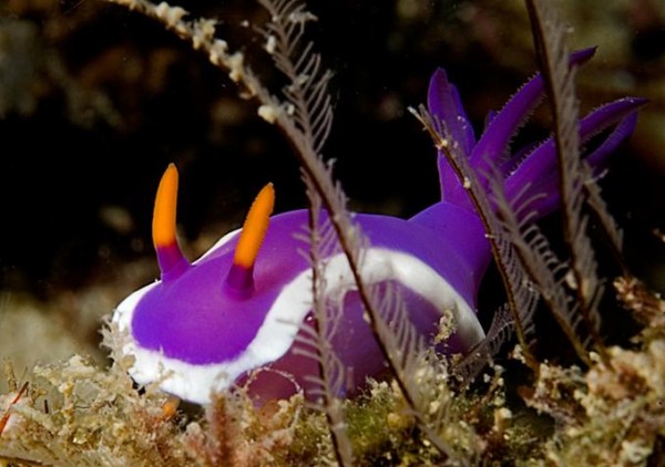 Foto Foto Menakjubkan Dari Bawah Laut