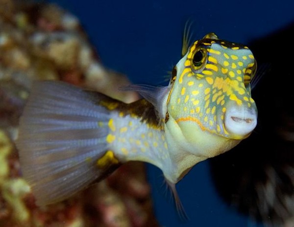 Foto Foto Menakjubkan Dari Bawah Laut