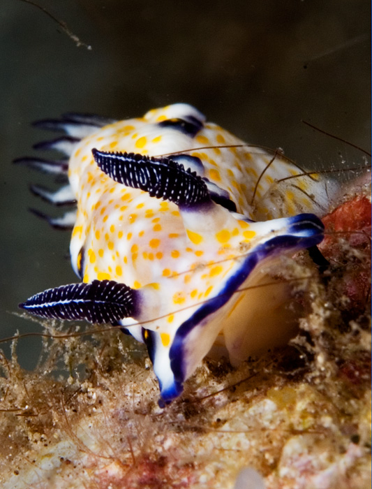 Foto Foto Menakjubkan Dari Bawah Laut