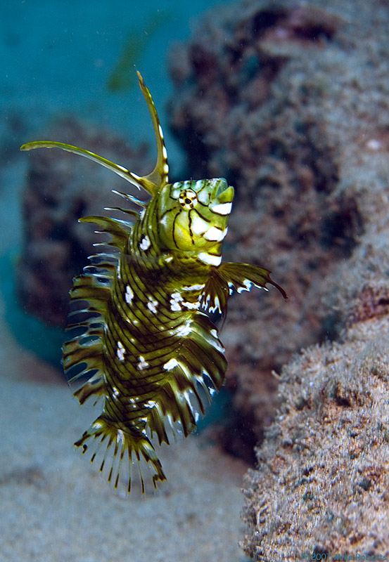 Foto Foto Menakjubkan Dari Bawah Laut