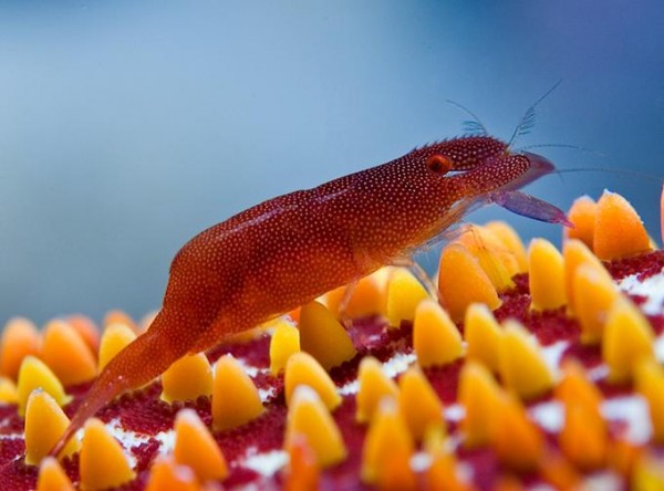 Foto Foto Menakjubkan Dari Bawah Laut