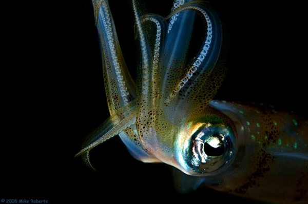 Foto Foto Menakjubkan Dari Bawah Laut