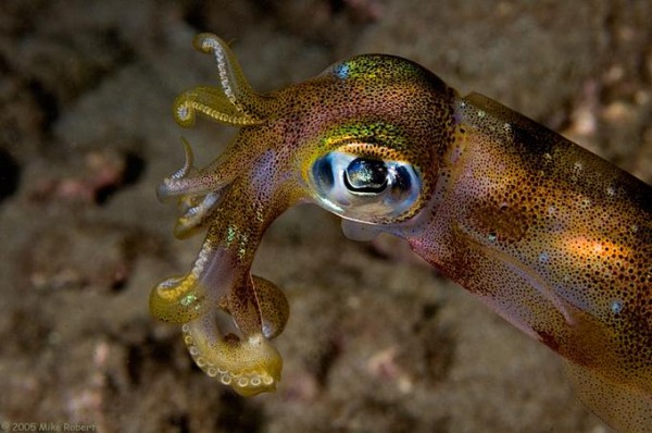 Foto Foto Menakjubkan Dari Bawah Laut