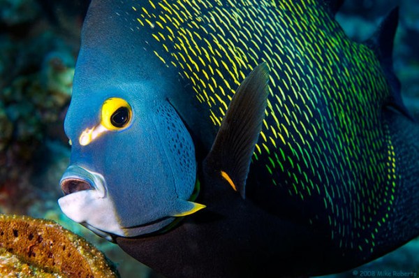 Foto Foto Menakjubkan Dari Bawah Laut