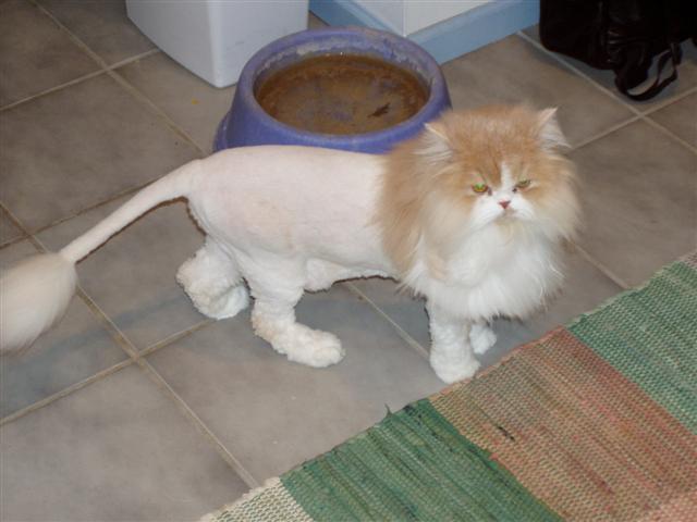 shaved pussy (+pic)