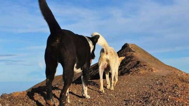 Misteri Tak Terpecahkan Tentang Siapa Aku Yang Ikut Naik Sampai Ke Puncak Gunung.