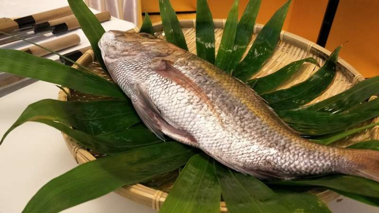 Mengenal Lebih Dekat dengan Ikan Iwana Jepang yang Berharga Tinggi &#91;Kompetisi KGPT&#93;