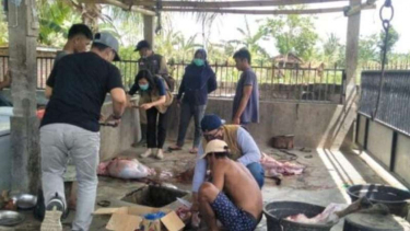 Puluhan Kerbau Mati Misterius di Sekitar Sirkuit Mandalika
