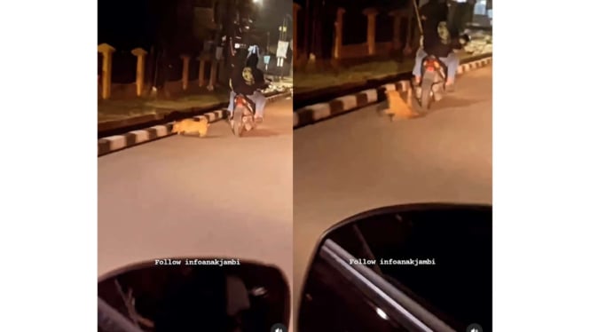 Viral Anjing Diseret Pakai Motor di Jambi, Ternyata untuk Dijual ke Kedai Tuak

