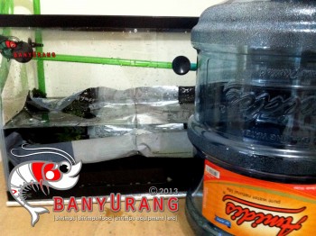 &#91; banyUrang &#93; Journal Setup Shrimp Tank