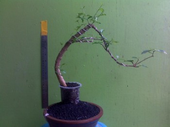 all-about-bonsai