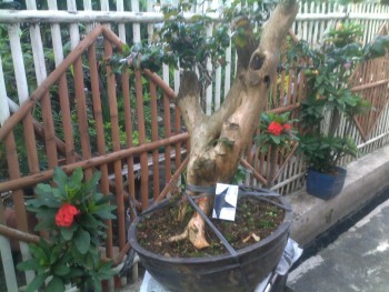 all-about-bonsai