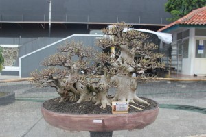 kaskus-image