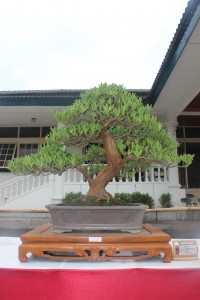 kaskus-image