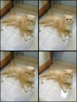 cat-lovers-kaskus-read-page-1-first---part-2