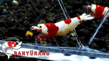 All about shrimp (red cherry, red bee, black bee, neocaridina, caridina, dll)