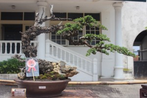 kaskus-image