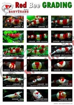 All about shrimp (red cherry, red bee, black bee, neocaridina, caridina, dll)
