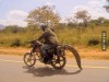 tukang ojek di afrika