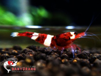 All about shrimp (red cherry, red bee, black bee, neocaridina, caridina, dll)