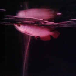 arowana--new-thread